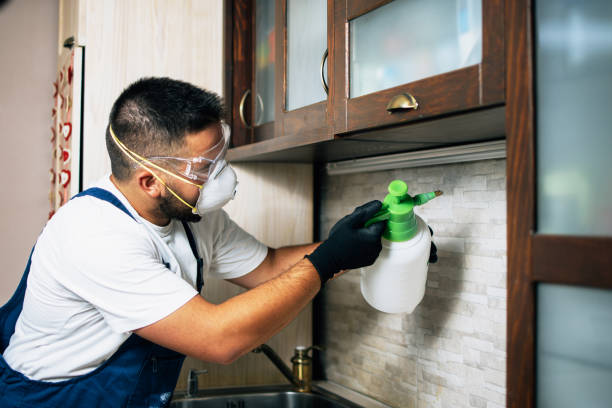 Best Termite Control Services  in Natalia, TX