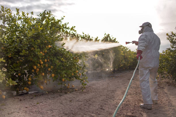 Best Mosquito Control Services  in Natalia, TX